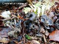 Craterellus cinereus-amf381-1